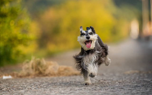 Dog running tongue out outdoors #2 free wallpaper - medium preview image