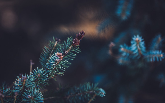 Pine cone branch closeup naturalism free wallpaper - medium preview image
