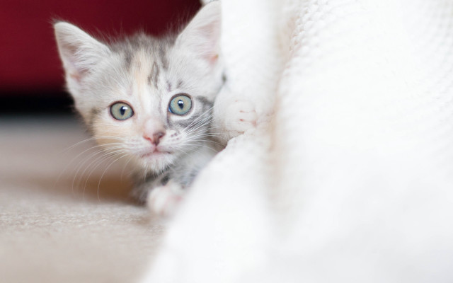 Kitten peeking under blanket red free wallpaper - medium preview image