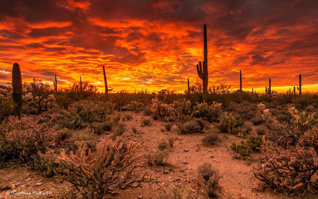 Desert sunset cactus field autumn free wallpaper - medium preview image