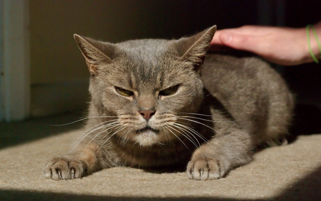 Cat petting floor superflat angry free wallpaper - medium preview image