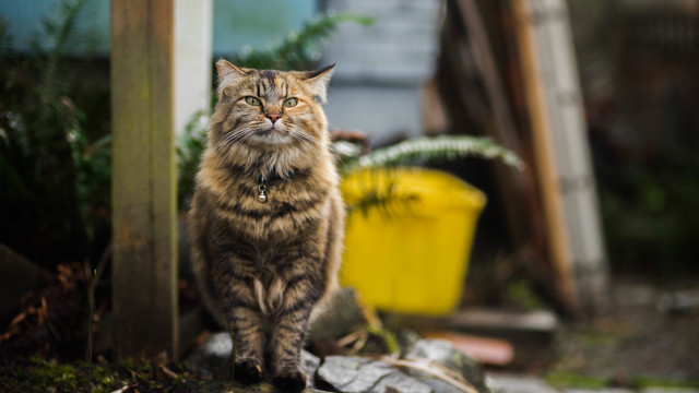 Cat rock planter yellow container free wallpaper - medium preview image