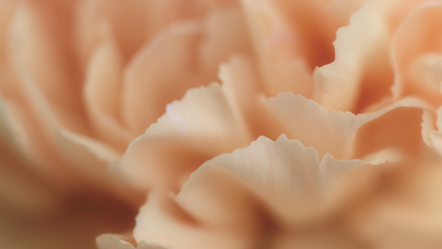 Pale rococo flower macro closeup free wallpaper - medium preview image