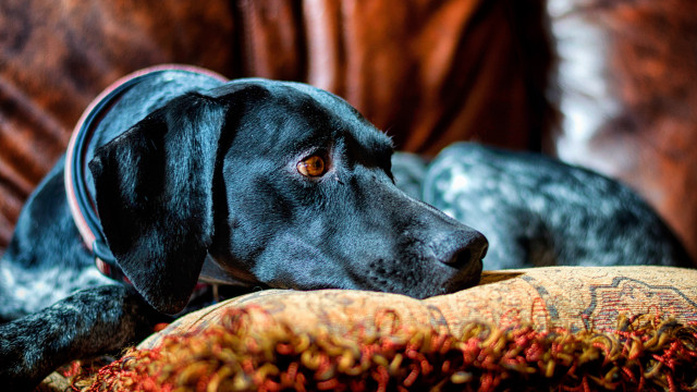 Black dog on couch autumn free wallpaper - medium preview image