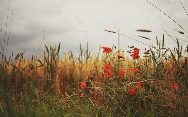 Red flowers wheat field clouds free wallpaper - medium preview image
