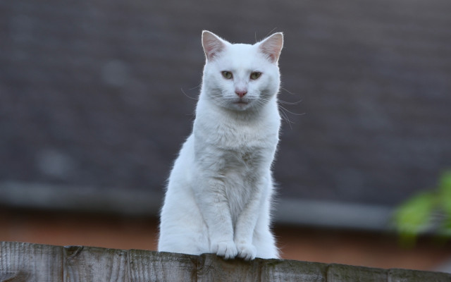 White cat fence post serious free wallpaper - medium preview image