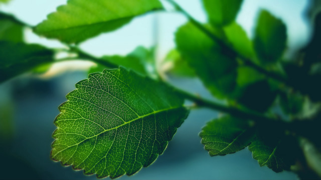 Leaf branch bokeh macro background free wallpaper - medium preview image