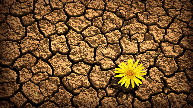 Yellow flower cracked dirt brown free wallpaper - medium preview image