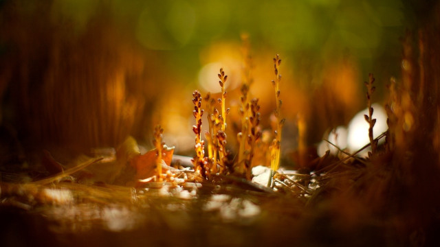 Plant yellow flower shallow depth free wallpaper - medium preview image