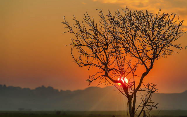 Tree sun clouds mountains forest free wallpaper - medium preview image