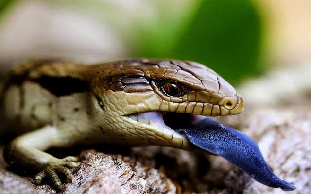 Small lizard blue tongue rock #2 free wallpaper - medium preview image