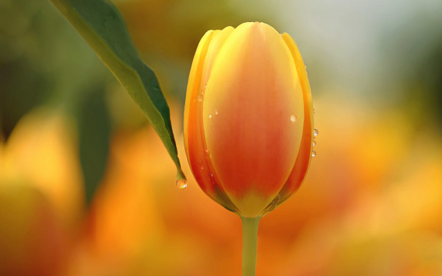 Yellow flower water droplets macro free wallpaper - medium preview image