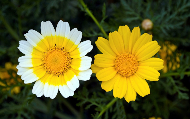 Yellow flower bloom bokeh nature free wallpaper - medium preview image