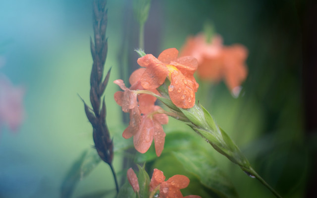 Flower water droplets macro shallow #3 free wallpaper - medium preview image