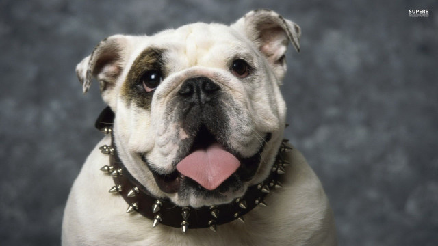 Dog collar tongue hanging black free wallpaper - medium preview image