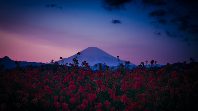 Mountain flower dusk pink sky free wallpaper - medium preview image