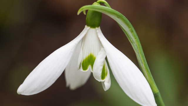 White flower green stamens macro free wallpaper - medium preview image