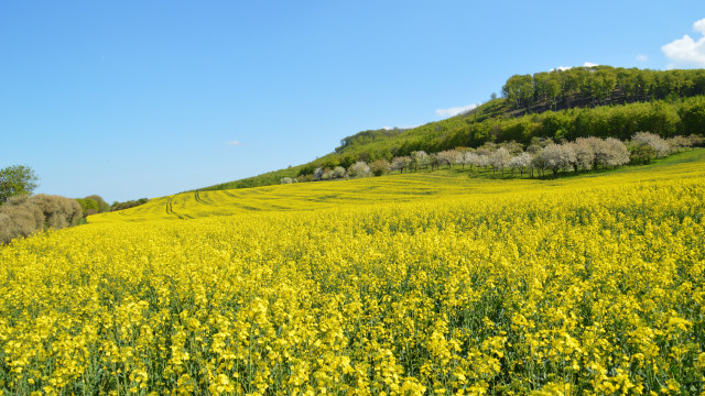 Yellow flower field hill trees free wallpaper - medium preview image