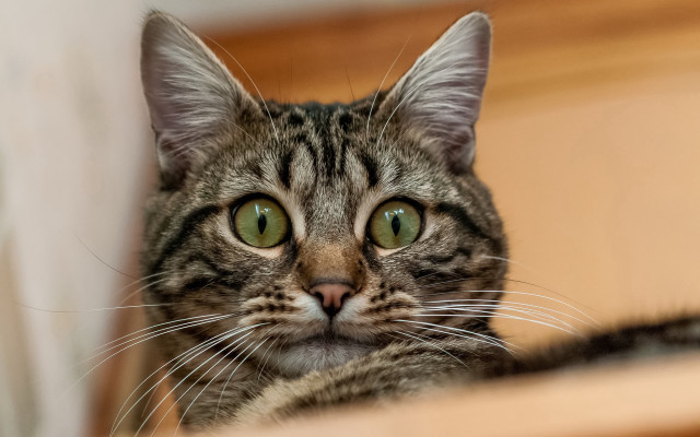 Black cat green eyes serious #2 free wallpaper - medium preview image
