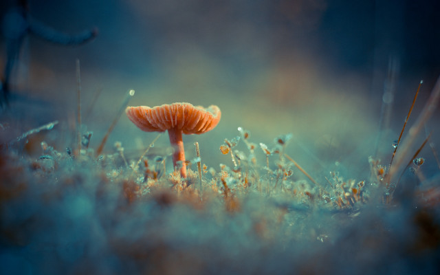 Orange mushroom grass weeds sunlight free wallpaper - medium preview image