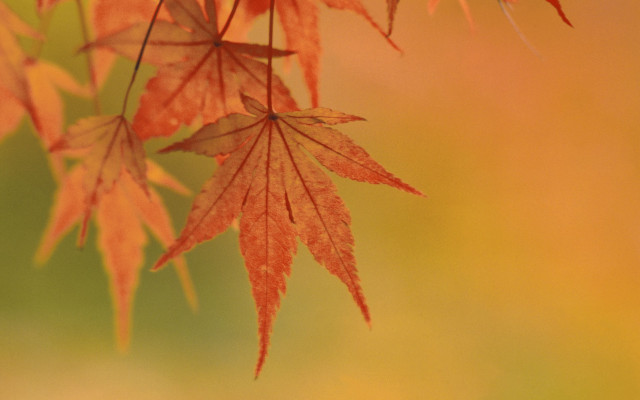Red leaf autumn macro nature free wallpaper - medium preview image