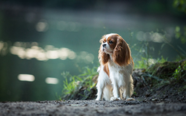 Small dog dirtroad water grass free wallpaper - medium preview image