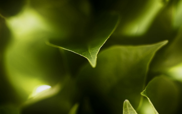 Green leaves closeup macro photorealism #2 free wallpaper - medium preview image