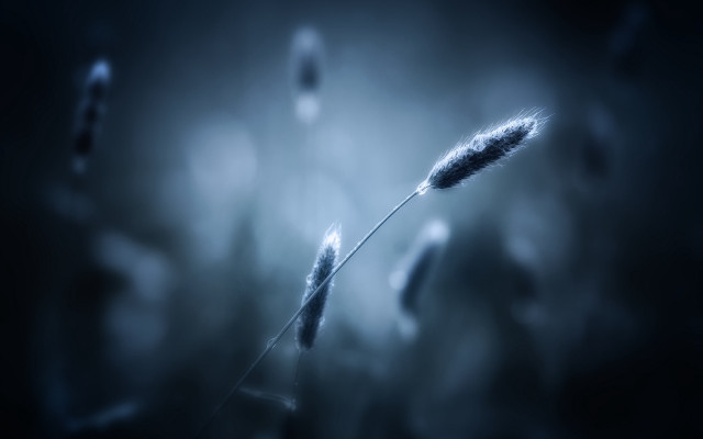 Blurry plant stem macro ocean free wallpaper - medium preview image