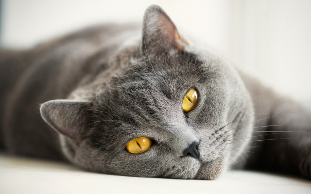 Gray cat yellow eyes on free wallpaper - medium preview image