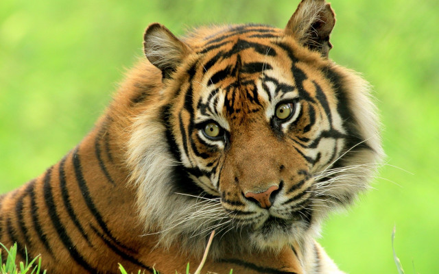Sad tiger in grass wildlife free wallpaper - medium preview image