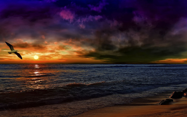 Bird ocean sunset clouds magic free wallpaper - medium preview image
