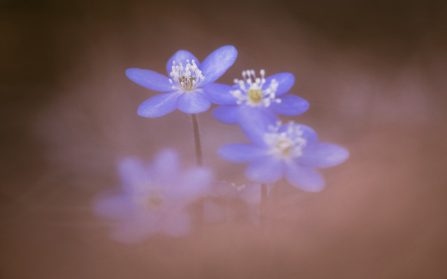 Blue flowers white centers blurry free wallpaper - medium preview image