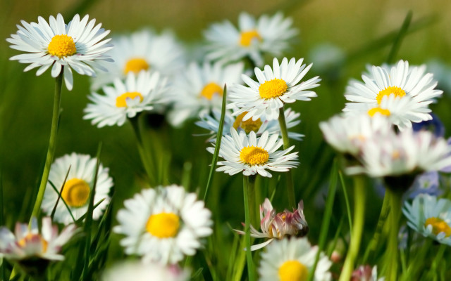 Flower field bokeh blurry garden free wallpaper - medium preview image