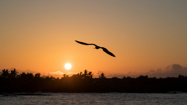 Bird sunset water dawn mountain free wallpaper - medium preview image