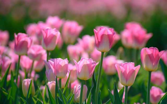 Pink flower field bokeh blurry free wallpaper - medium preview image