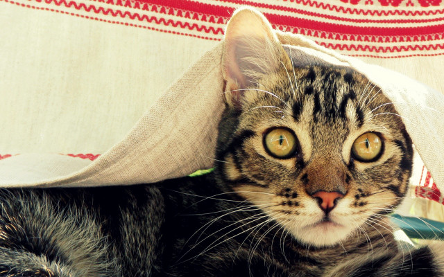 Cat blanket couch bigeyes shockart free wallpaper - medium preview image