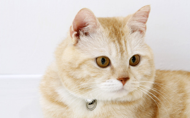 Serious cat collar portrait animal free wallpaper - medium preview image