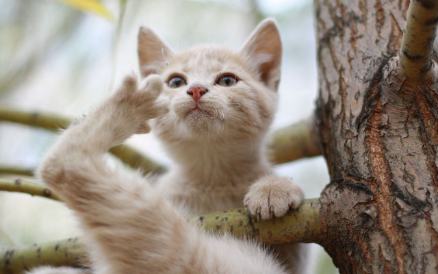 Kitten climbing tree branch reaching free wallpaper - medium preview image