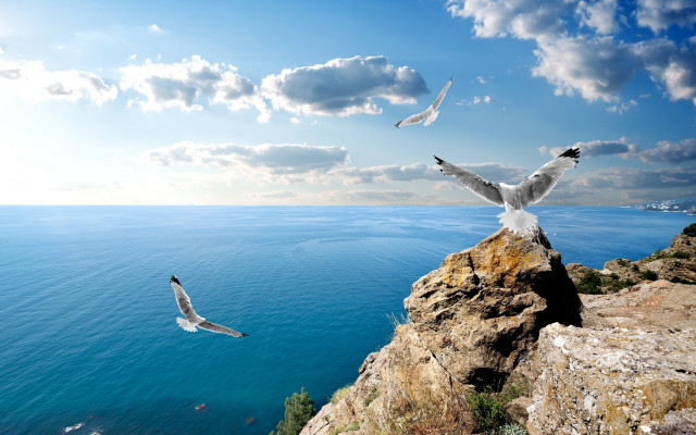 Birds over water cliff landscape free wallpaper - medium preview image