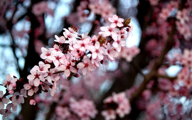 Pink sakura branch blossoms spring free wallpaper - medium preview image
