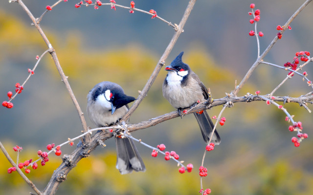 Two birds berries red beak free wallpaper - medium preview image