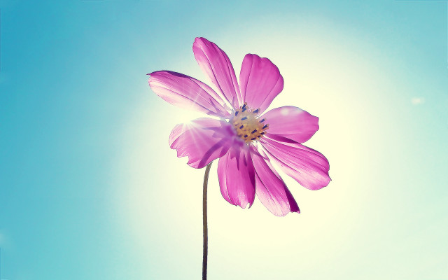 Pink flower blue sky macro free wallpaper - medium preview image