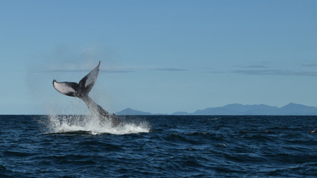 Whale jumping mountain beach ocean free wallpaper - medium preview image