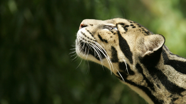 Cat closed eyes tree blurry free wallpaper - medium preview image