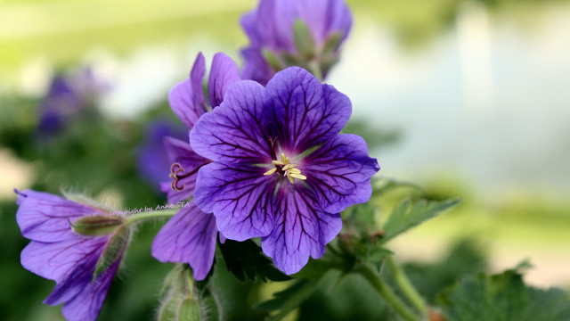 Purple flower closeup bokeh macro free wallpaper - medium preview image