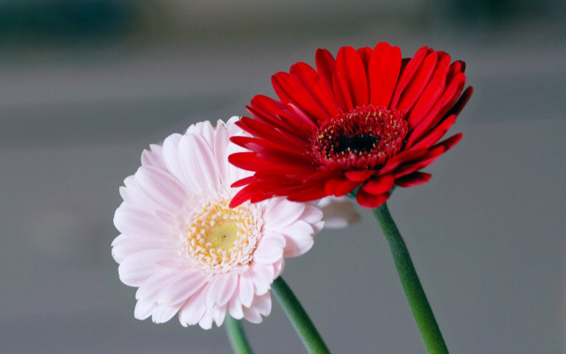 Two red white flowers vase free wallpaper - medium preview image