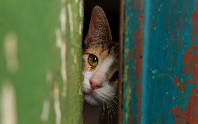 Cat green red door white free wallpaper - medium preview image