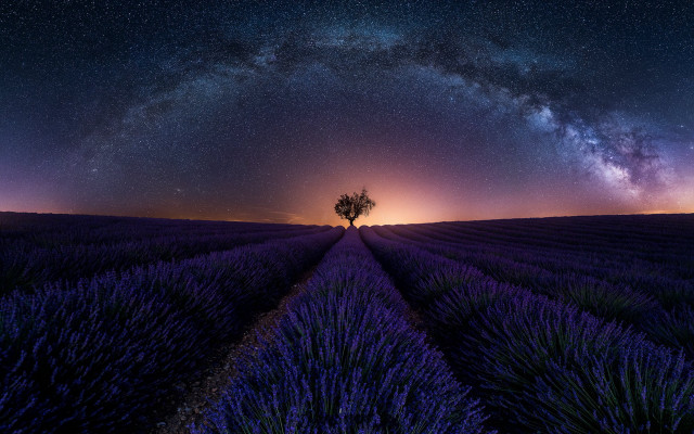 Lone tree lavender field night free wallpaper - medium preview image