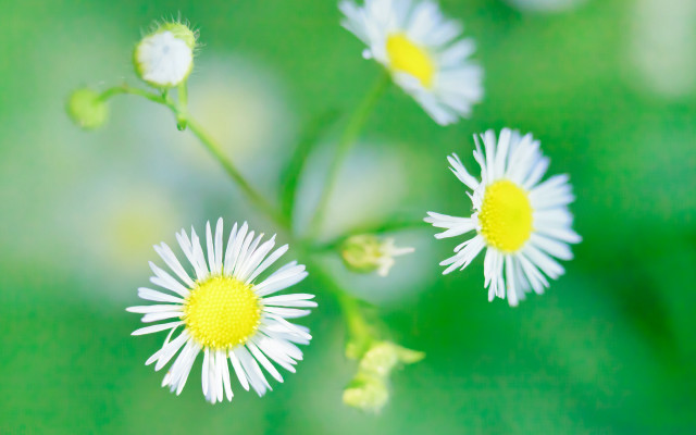 Daisy macro blurry background flower free wallpaper - medium preview image