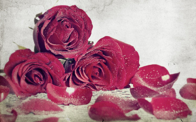 Red roses water droplets still free wallpaper - medium preview image